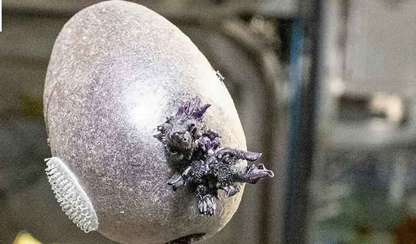 astronaut’s ‘alien egg’ photo goes viral — later revealed to be a potato