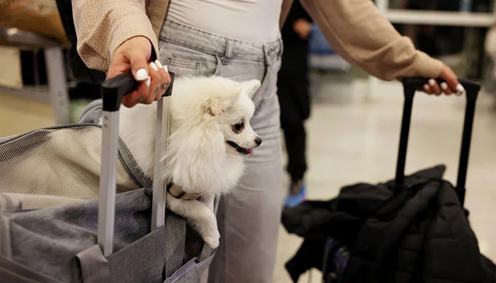 Dubai Introduces Pet Evacuation Service for International Travel dubai introduces pet evacuation service for international travel